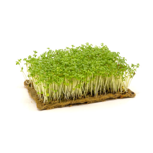 Мікрозелень Крес-салат Тернопіль