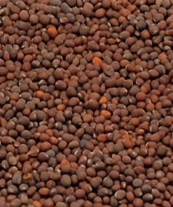 Насіння для мікрозелені